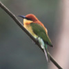 Chestnut headed Bee-eater